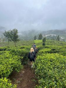 a group of people walking through a tea plantation at Laughing Leopard Hostel in Nuwara Eliya
