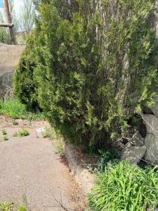 a large green bush next to a stone wall at holiday house in Gavarr