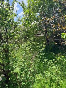 a forest filled with lots of trees and grass at holiday house in Gavarr