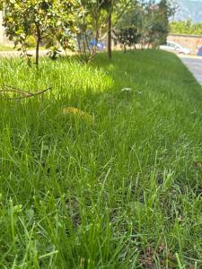 a field of tall green grass next to a road at Vila Relax, Manez Durrës in Manzë