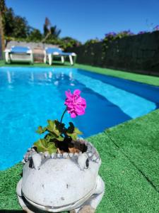 a pink flower in a pot next to a swimming pool at Villa Perdomo in Las Palmas de Gran Canaria