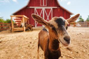 a brown goat standing in front of a red barn at Lahuta e Vjeter Agroturizem in Laç