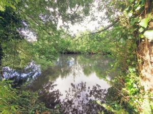 a river in the middle of a jungle with trees at Omnia in Saint-Maixent-lʼÉcole +7 photos