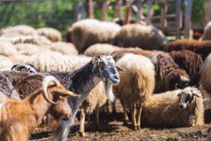 a herd of sheep standing next to each other at Farma Sotira Agroturizem in Leskovik +1 photo