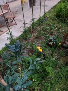 a garden with some plants and a yellow flower at Appartamento in Corte Storica in Alzano Lombardo +7 photos