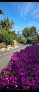 a bunch of purple flowers on the side of a road at CANNES La Mirandole in Golfe-Juan