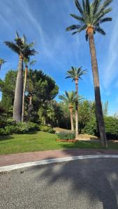 a group of palm trees on the side of a road at CANNES La Mirandole in Golfe-Juan