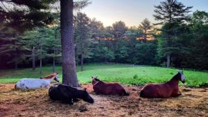 a group of horses laying on the ground next to a tree at The Suite at Liberty Woods in Belchertown