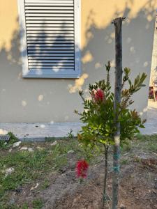 Ein Baum mit roten Blüten vor einem Fenster in der Unterkunft Vila Aura in Podgorica