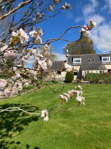 a magnolia tree in front of a house with a yard at Westlea Cottage in Turriff