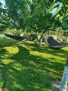 two hammocks in the shade of two trees at Zakątek u Grzesia Gril & Chill in Trzebieszewo +25 photos