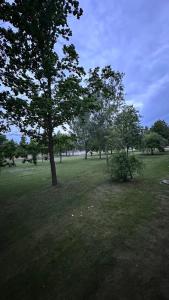 a group of trees in a grass field at Bright Apartment with Forest View Balcony in Naujoji Akmenė