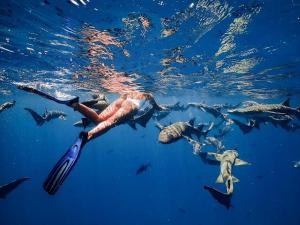 a man swimming in the water with a group of dolphins at Sansara Maldives - The Untouched South, Easy Access via Sri Lanka in Meedhoo