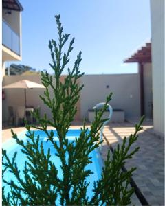 a pine tree next to a swimming pool at Pousada Diamante in Piranguçu