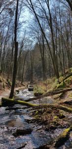 a stream in the middle of a forest with trees at Lauberhof in Trippstadt +5 photos