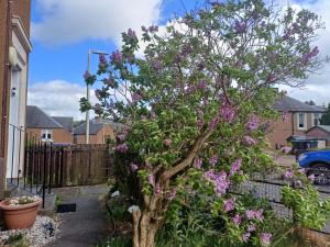 a tree with purple flowers in a yard at Number 47 in Hawick