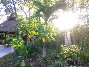 Hotel Casa Maya Calakmul外面的花园