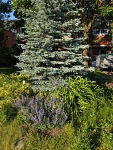 a large white tree in a garden with flowers at West End Basement Apartment in Toronto