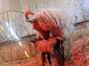 a person covered in red dye in a barn at Farmhouse cabin on family farm in Powell River