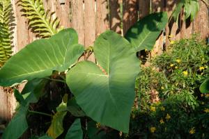 a large green leafed plant next to a fence at Hihi Homestay Tả Van - Mountain View & Local Experience in Sa Pa in Tả Van