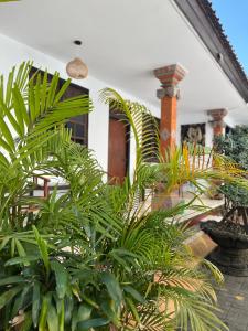 a group of plants in front of a house at JS Guest House in Seminyak