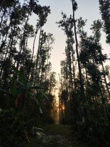 a forest with the sun shining through the trees at Outbackwoods homestay room Robusta in Vastāra