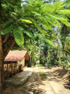 a road leading to a house with a large tree at Outbackwoods homestay room Robusta in Vastāra