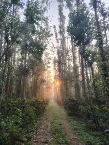 a dirt road in a forest with the sun shining through trees at Outbackwoods homestay room Robusta in Vastāra +1 photo