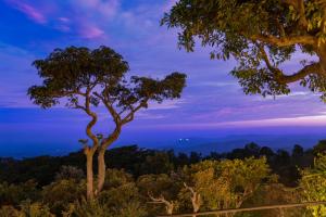 a tree in the middle of a forest at dusk at Melheim Resort & Spa Haputale - An Infinite Escape into the Paradise in Haputale