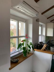 a kitchen with a window and a plant on a counter at Chalet im Chiemgau in Siegsdorf