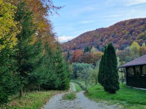 a dirt road in the middle of a forest of trees at Casa Alina in Arpaşu de Sus