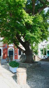 a large tree in front of a building with a tree at Mountain Aura - Stylish Escape in Kamarítsa