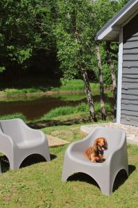 a dog laying on a white couch in a yard at Lubānas mototrase in Lubāna