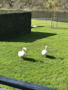 two white ducks standing in the grass near a body of water at La Semois Et Moi in Rochehaut