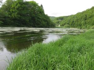 a river with tall green grass in the foreground at La Semois Et Moi in Rochehaut +62 photos