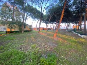 a park with trees and a field of grass at Camping Cammello Grigio in Roccella +1 photo