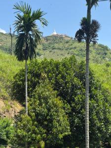two palm trees in a field of bushes at Bhanuka Hevan Place in Ella