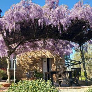 a wisteria tree in front of a house at Agriturismo Timignano in Monteguidi