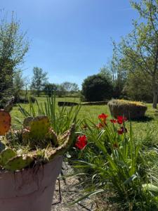 a group of plants and flowers in a garden at Les bon bois in Germignac