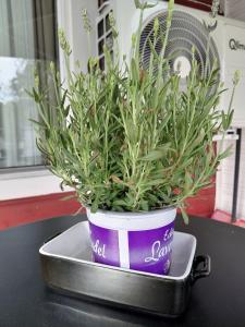 a plant in a purple pot sitting on a table at Artic home komfort in Tromsø