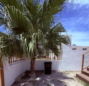a palm tree sitting next to a white wall at Comfortable Apartment in the Greater Ponce Area in Ponce +11 photos