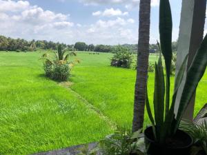 a field of green grass with a palm tree in the foreground at SuiteSpot Guest House in Anuradhapura +9 photos
