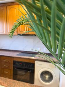 a plant in a kitchen with a dishwasher at Cute get away apartment RBLD in La Mata +6 photos