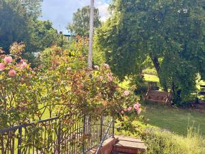 a garden with pink roses and a fence at Living light in Dallington