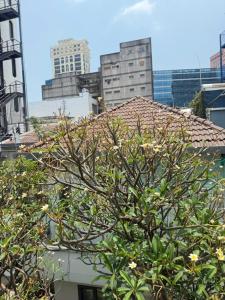 a tree in the foreground with buildings in the background at The New Chapter Hostel in Ho Chi Minh City +1 photo