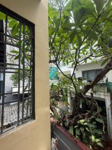 a tree in a garden next to a window at The New Chapter Hostel in Ho Chi Minh City