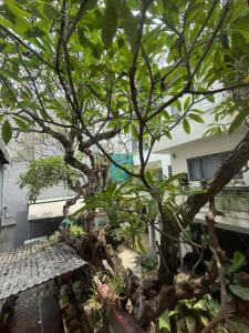 a tree in the middle of a courtyard at The New Chapter Hostel in Ho Chi Minh City