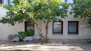 a lemon tree in front of a building with windows at House with garden in Agria