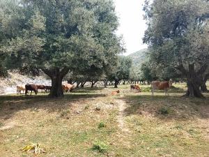 a herd of cows grazing in a field with trees at Camping Shpella e Pirateve in Lukovë