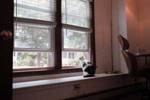 a black and white dog sitting in a window at Belmont Station in Belmont